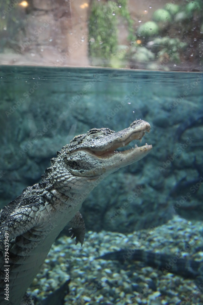 Obraz premium Crocodile