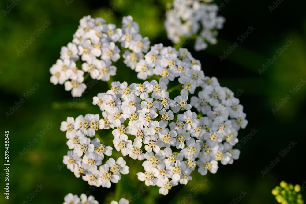 Achillea millefolium Meadow flowers of yarrow, close-up. Medicinal herbs, yarrow, hemostatic agent. Achillea millefolium Meadow flowers of yarrow, close-up. Medicinal herbs, yarrow, hemostatic agent.
