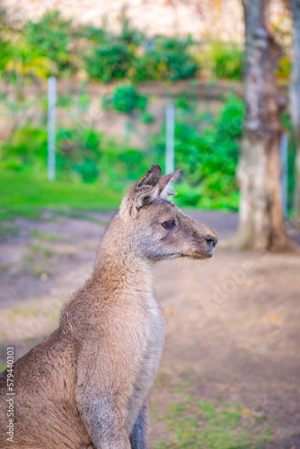 Fototapeta Naklejka Na Ścianę i Meble -  head of one kangaroo side view