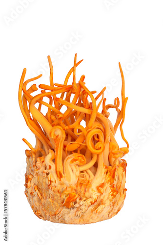 Cordyceps militaris isolated on white background.Healthier choice concept.Save with clipping path.
 photo