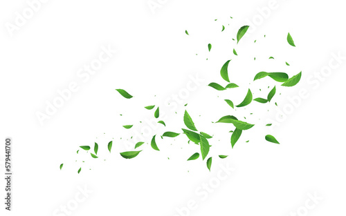 Olive Leaves Forest Vector White Background