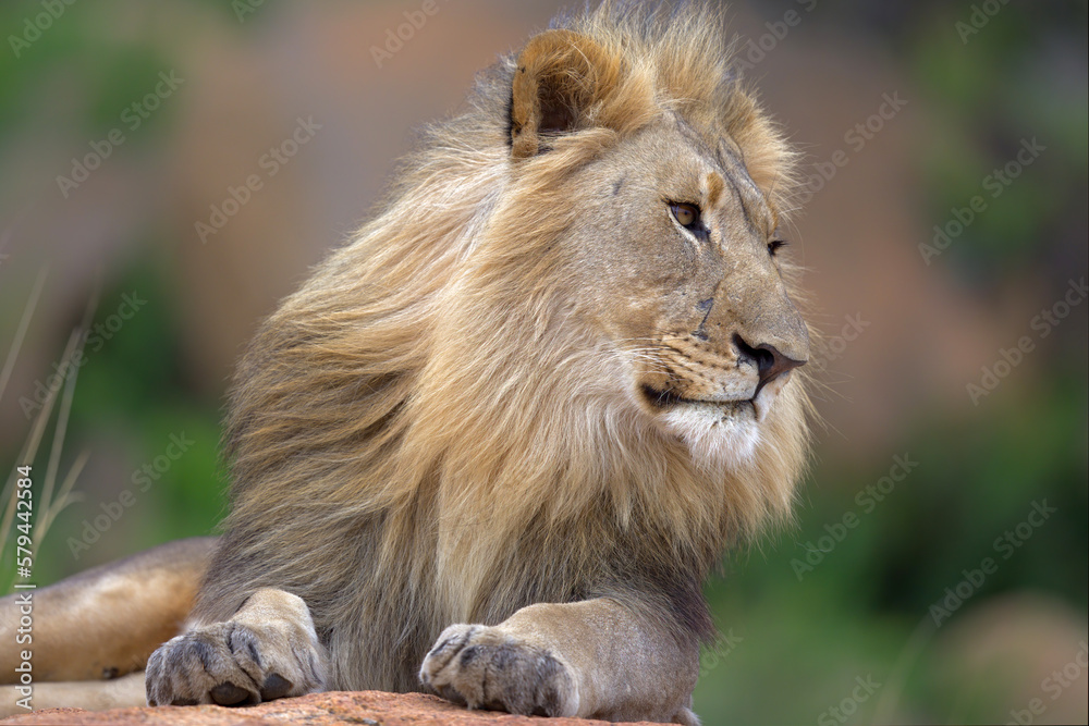 Male lion resting on a rocky hill looking over Nkomazi game reserve at Badplaas in South Africa Male lion resting on a rocky hill looking over Nkomazi game reserve at Badplaas in South Africa