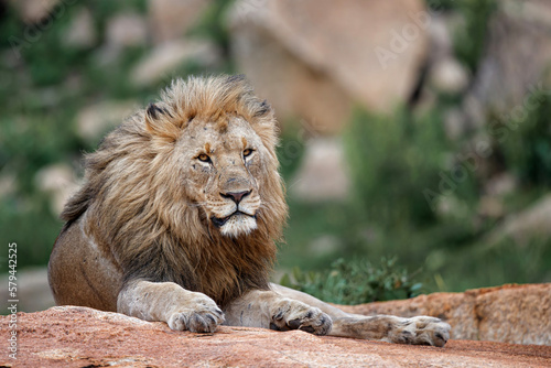 Male lion resting on a rocky hill looking over Nkomazi game reserve at Badplaas in South Africa photo