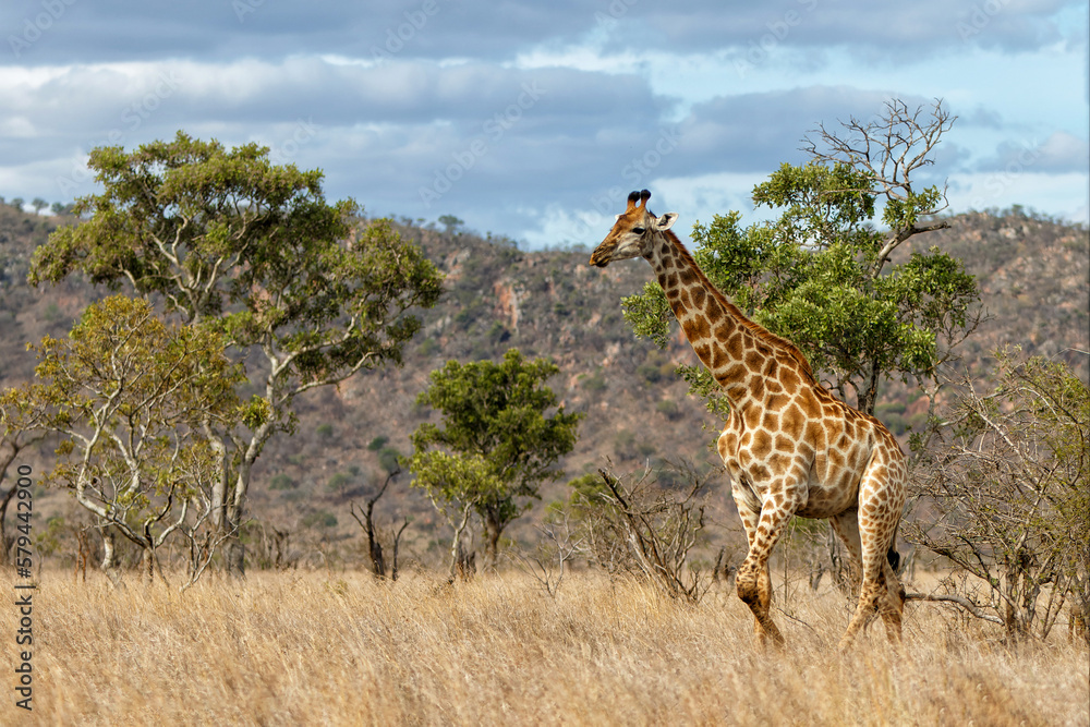 South African Giraffe (Giraffa giraffa giraffa) or Cape giraffe walking on the savanna with a blue sky with clouds in Kruger National Park in South Africa South African Giraffe (Giraffa giraffa giraffa) or Cape giraffe walking on the savanna with a blue sky with clouds in Kruger National Park in South Africa