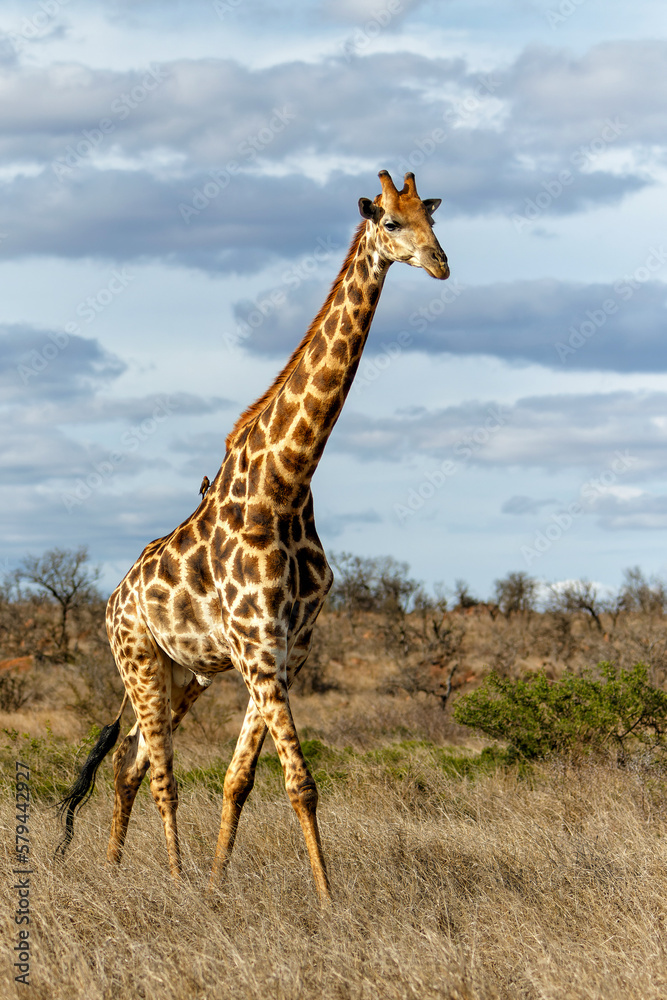 Fototapeta premium South African Giraffe (Giraffa giraffa giraffa) or Cape giraffe walking on the savanna with a blue sky with clouds in Kruger National Park in South Africa