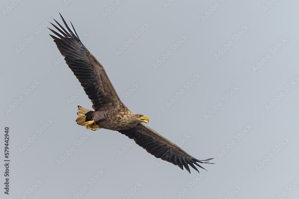Naklejka premium White Tailed Eagle (Haliaeetus albicilla), also known as Eurasian sea eagle and white-tailed sea-eagle. The eagle is flying to catch a fish in the delta of the river Oder in Poland, Europe.