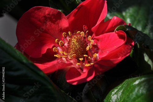 Atrakcyjny czerwony kwiat truskawki (Fragaria x ananassa), odmiana Summer Breeze Rose 