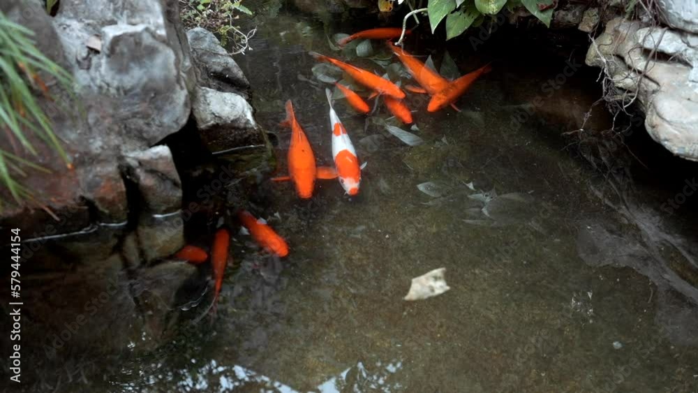 Goldfish at the Ngoc Son Buddhist Temple in Hanoi Vietnam Goldfish at the Ngoc Son Buddhist Temple in Hanoi Vietnam