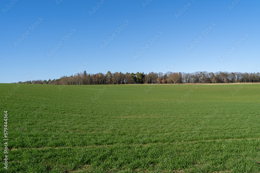 Grassy landscape with trees and a sunny blue sky in spring