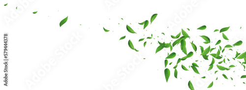 Forest Greens Falling Vector Panoramic White