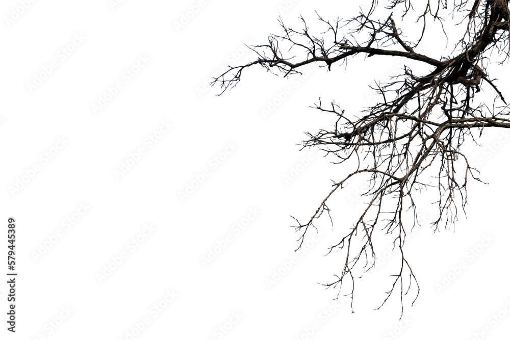 Obraz premium Dead branches isolated , Silhouette dead tree or dry tree on white background with clipping path.