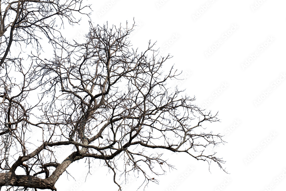 Dead branches isolated , Silhouette dead tree or dry tree on white background with clipping path. Dead branches isolated , Silhouette dead tree or dry tree on white background with clipping path.