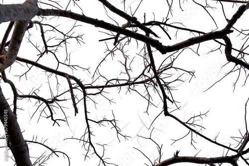 Dead branches isolated   Silhouette dead tree or dry tree on white background with clipping path.