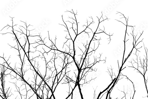 Dead branches isolated   Silhouette dead tree or dry tree on white background with clipping path.