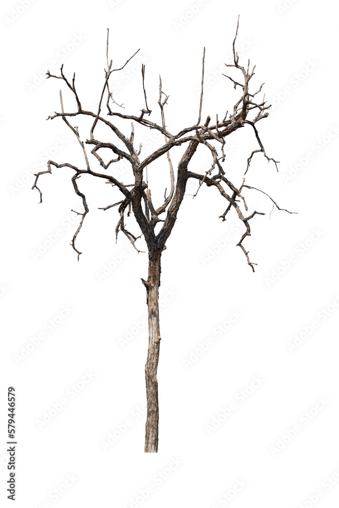 Fototapeta premium Dead tree isolated on white background with clipping path. Silhouette dead tree or dry tree .