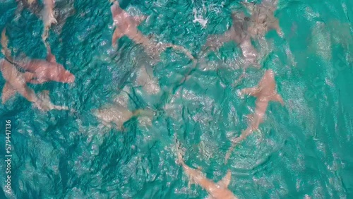 Aerial top view a Nurse sharks - Ginglymostoma cirratum photo