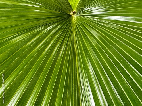 Natural palm leaves background material