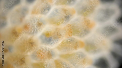 Colony of bryozoans from the class Gymnolaemata under a microscope. Sometimes they are called Ectoprocta. White Sea photo