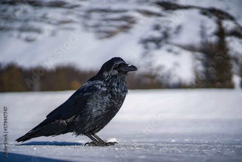 big crow on snow during winter time