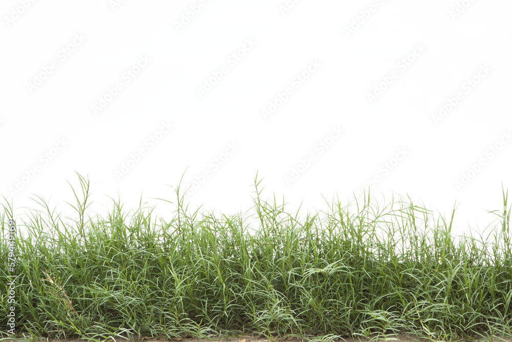 Obraz premium Grass isolated on white background. Clipping path.
