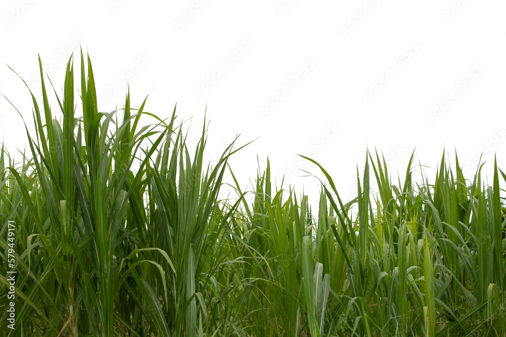 Grass isolated on white background. Clipping path.
