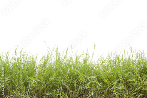 Grass isolated on white background. Clipping path.