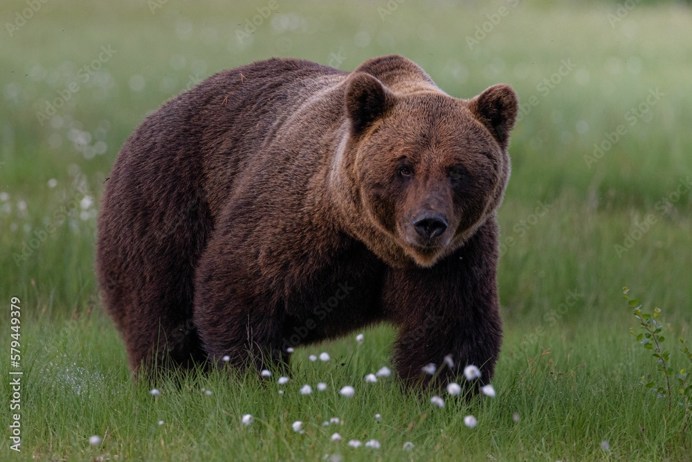 Brown grizzly bear on a green field Brown grizzly bear on a green field