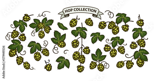 Branches of beer hops. Set of elements for brewery design. Hop cones with leaves icons. Hand drawn vector illustration.