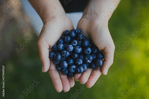 Close Up Of A Person Holding Fresh Blueberries In Their Hands © Cathleen Zornow/Wirestock Creators