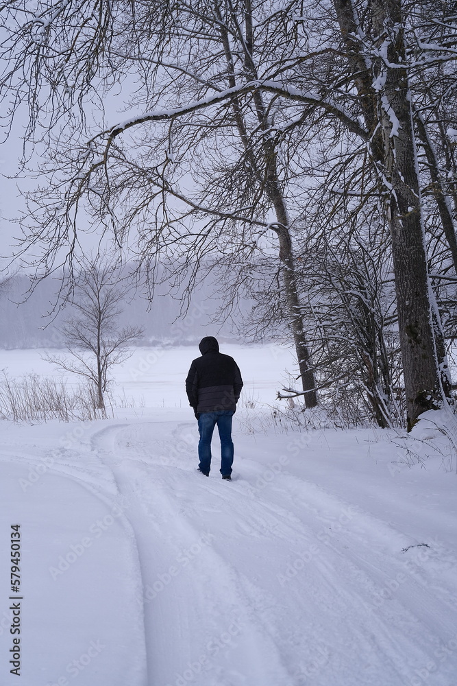 Winter. Snow-covered trees by a frozen river. A man walks along the road. The person is seen from the back.