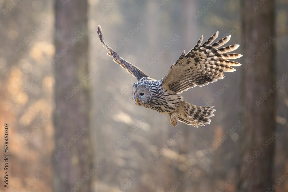 Obraz premium Ural owl flying in a forest