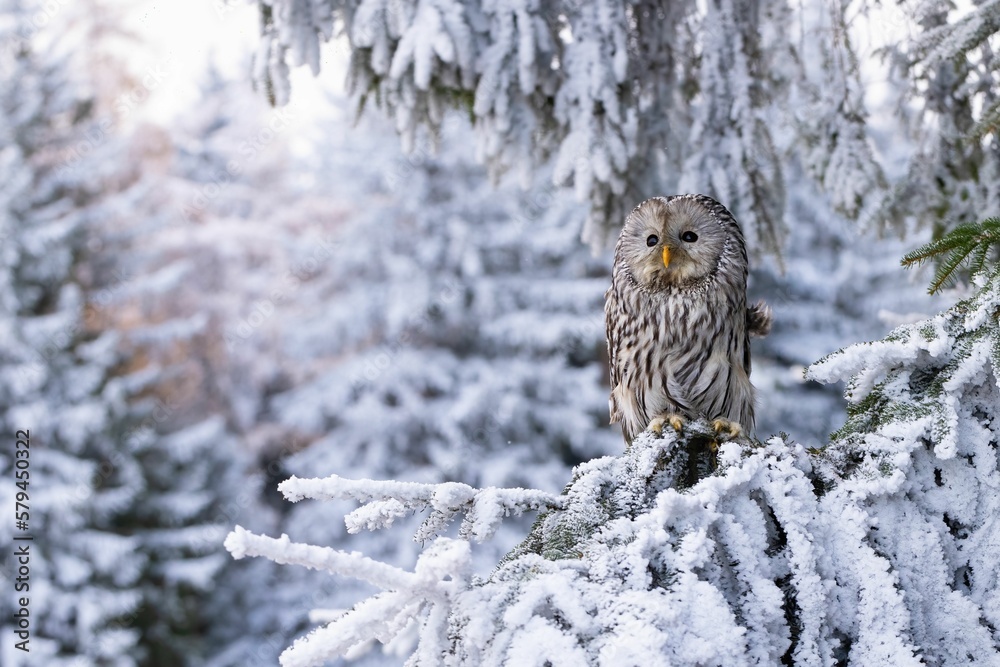 Naklejka premium Closeup of an Ural owl perched on a pine tree branch covered in the snow in a forest