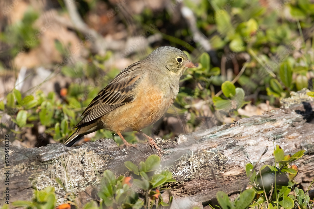 Fototapeta premium Ortolan Bunting
