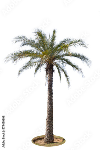 Palm tree isolated on white background.Save with clipping path. 