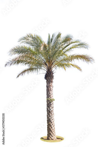 Palm tree isolated on white background.Save with clipping path. 