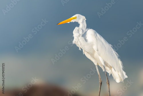 Great egret side portrait from the beach with sunlight coming on the left in Puerto Rico