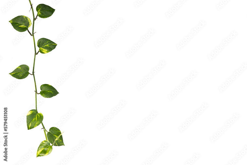 Golden pothos isolated on white background. Golden pothos isolated on white background.