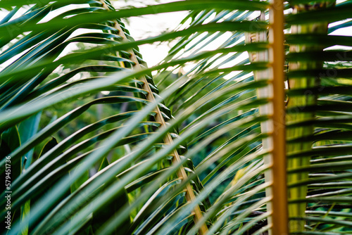 Green leaves of tropical plant