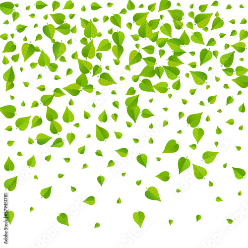 Olive Foliage Tea Vector White Background Border.