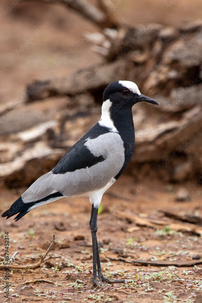Blacksmith lapwing in Kruger National Park Blacksmith lapwing in Kruger National Park