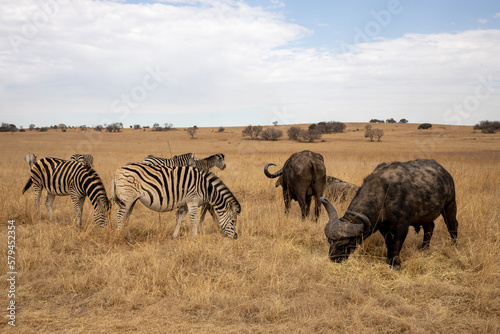 Fototapeta Naklejka Na Ścianę i Meble -  Zebras and Buffaloes grazing in Rietvlei Game Reserve