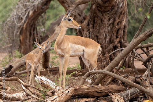 Impala Iamb in Kruger National Park