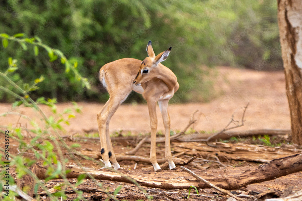 Impala Iamb in Kruger National Park
Impala Iamb in Kruger National Park