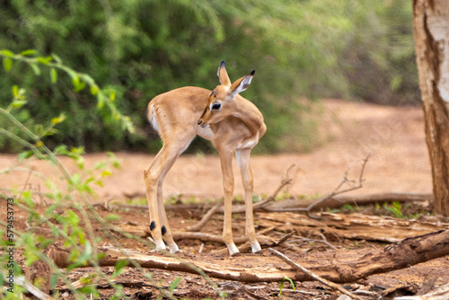 Impala Iamb in Kruger National Park
