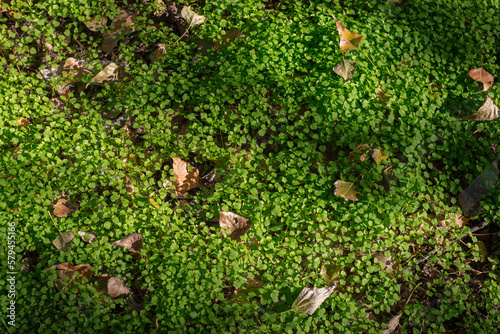 Young grass in the sun. The concept of the arrival of spring