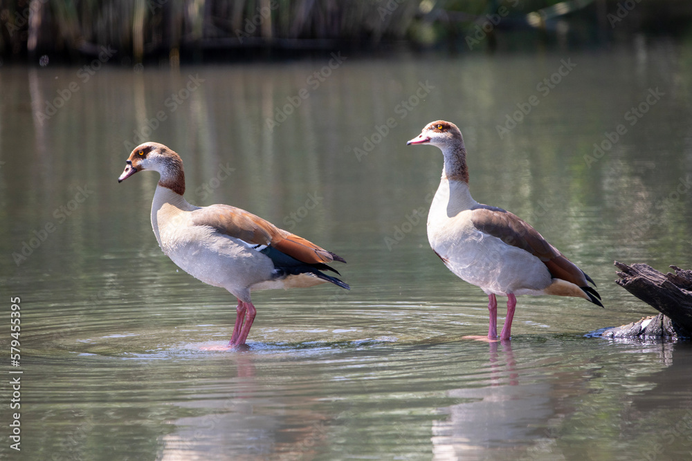 Obraz premium Egyptian goose, kolgans,