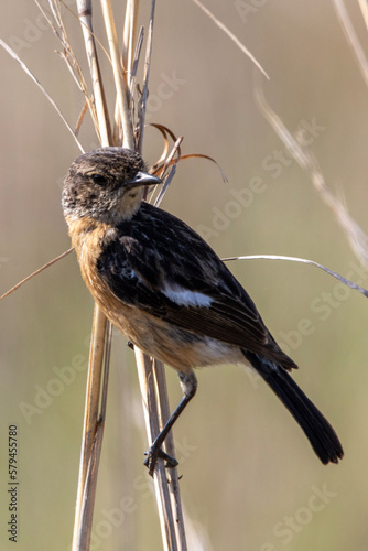 African Stonechat, Rietvlei nature reserve photo