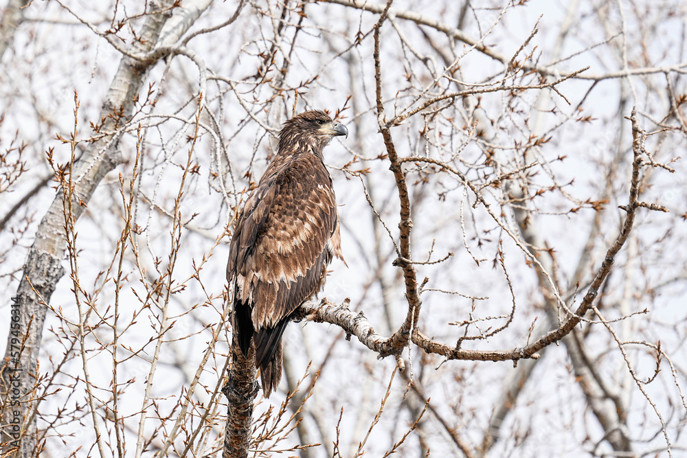 Bald Eagle - Cottowood trees Bald Eagle - Cottowood trees