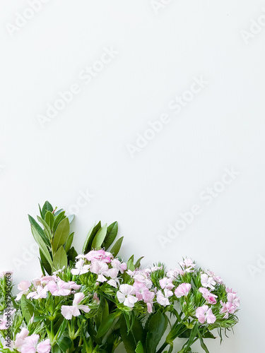 dianthus japonica and laurel leaves. floral frame