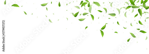 Olive Leaves Fresh Vector Panoramic White